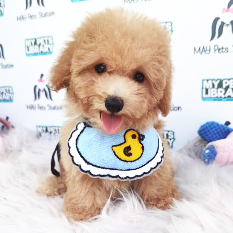 Tiny Toy Poodle Puppy ( Female ) For Sale