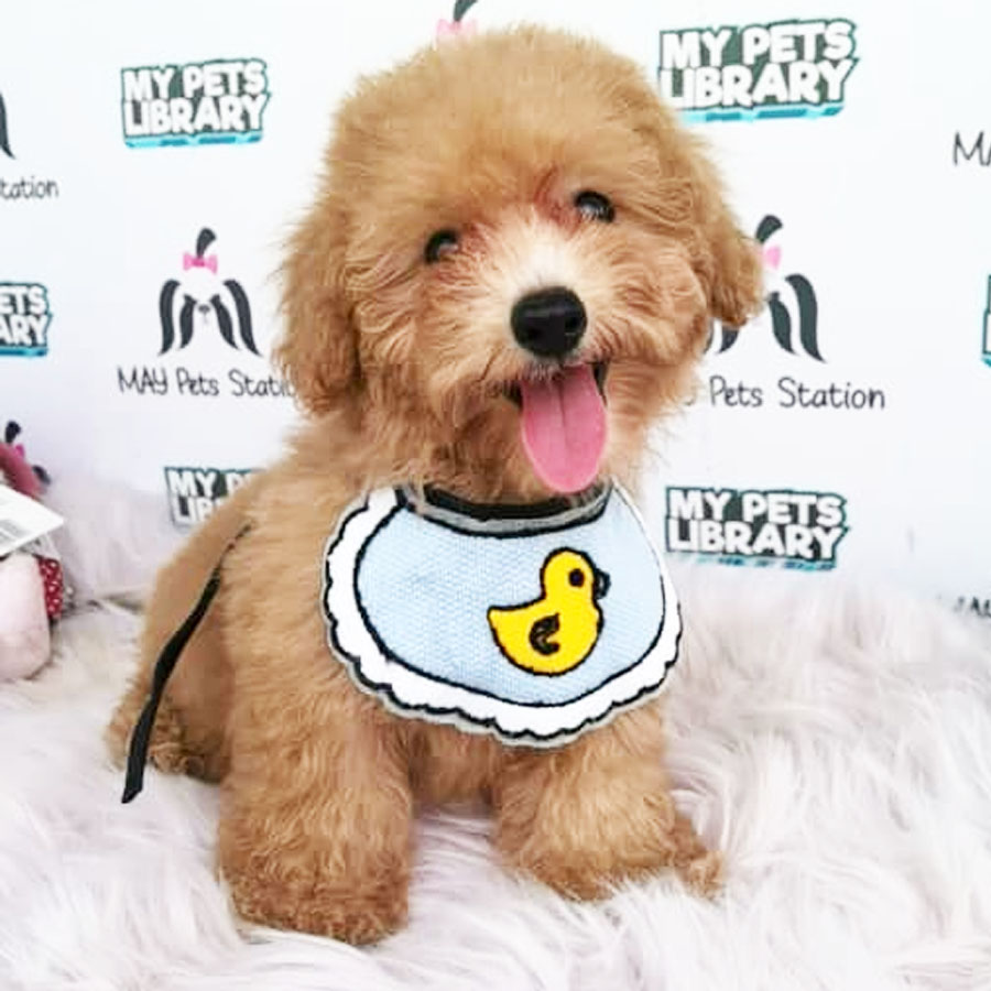 Tiny Toy   Poodle Puppy (Female) For Sale