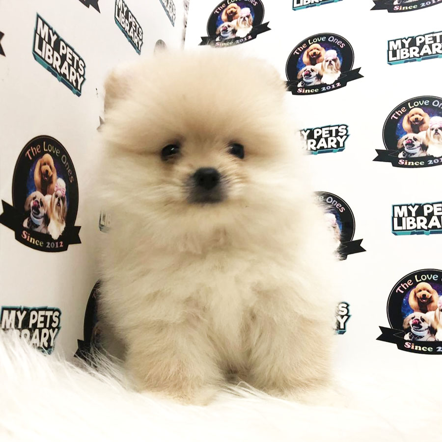 Pomeranian Puppy (Male) For Sale