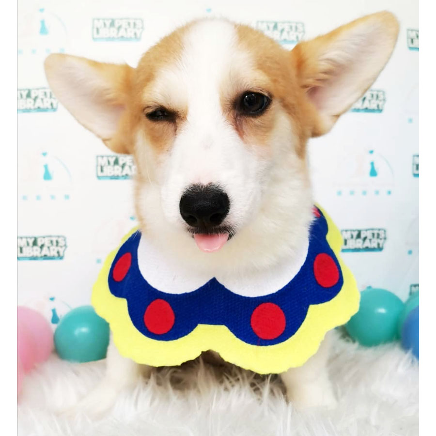 Welsh Corgi Puppy (Female) For Sale