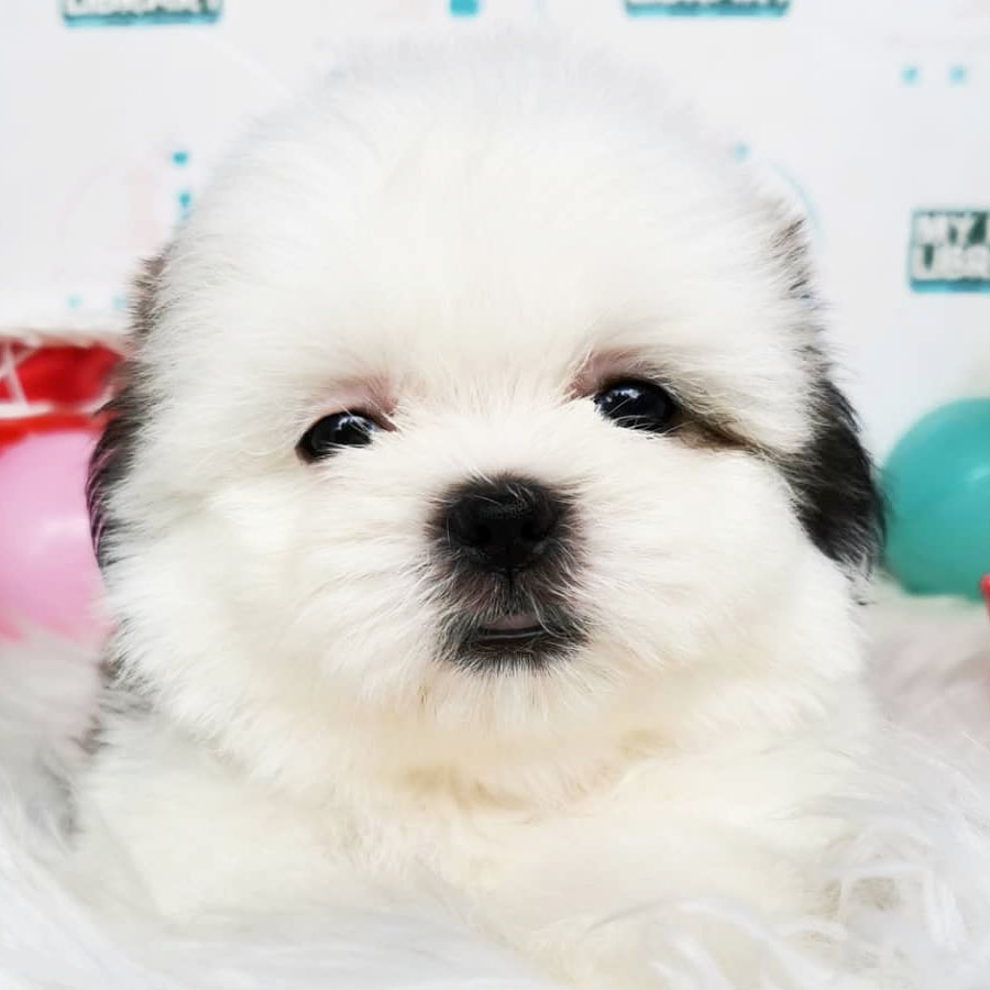 Shih Tzu Puppy (Male) For Sale