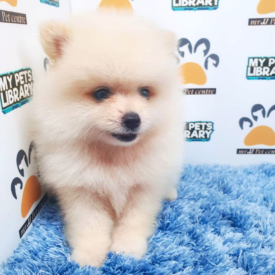 Pomeranian Puppy (Male) For Sale