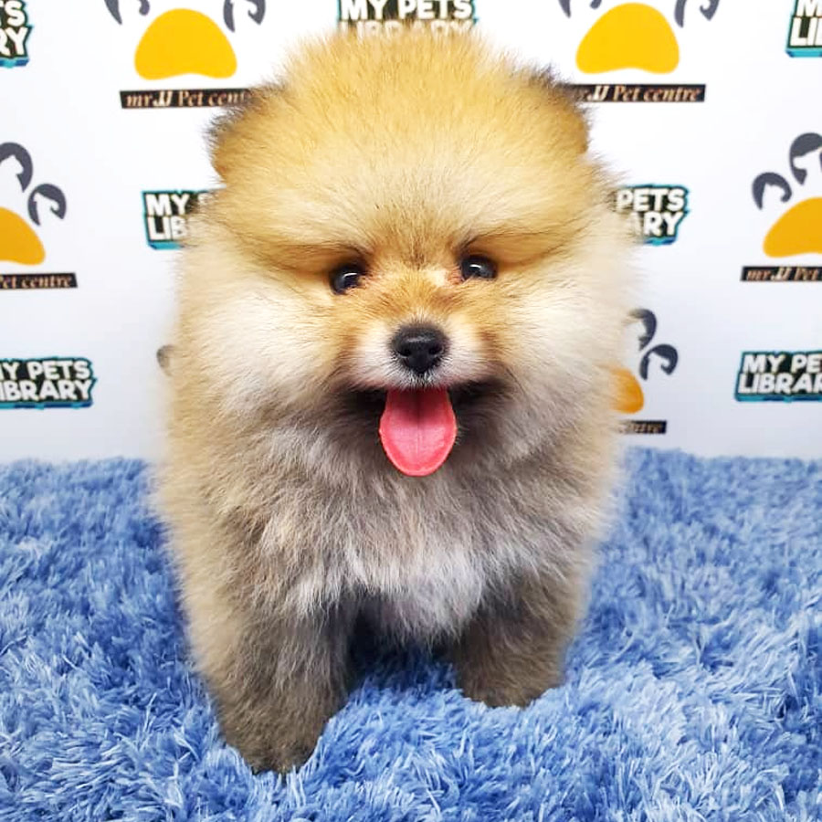 Pomeranian Puppy (Male) For Sale
