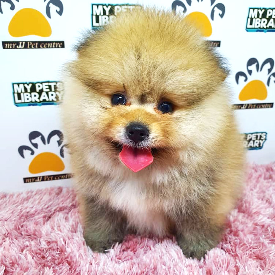 Pomeranian Puppy (Female) For Sale