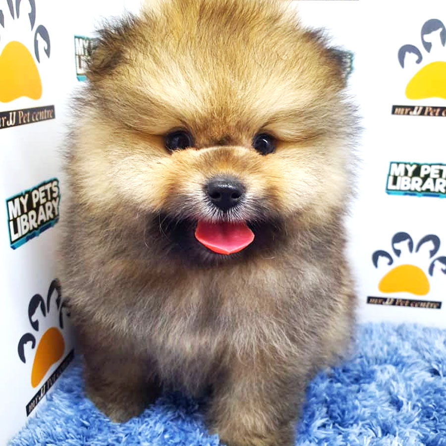 Pomeranian Puppy (Male) For Sale