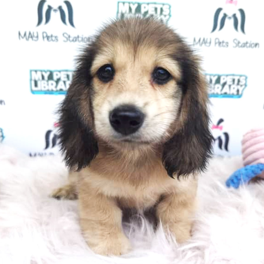 Dachshund ( Long Coat ) Puppy For Sale