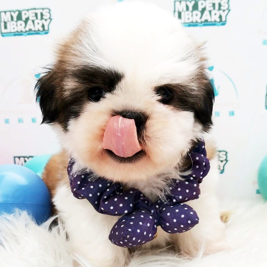Shih Tzu Puppy (Male) For Sale