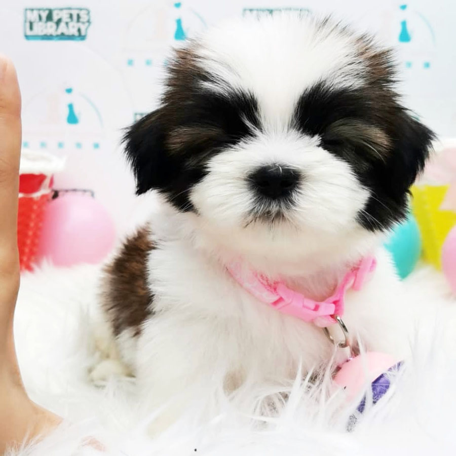 Shih Tzu Puppy (Male) For Sale