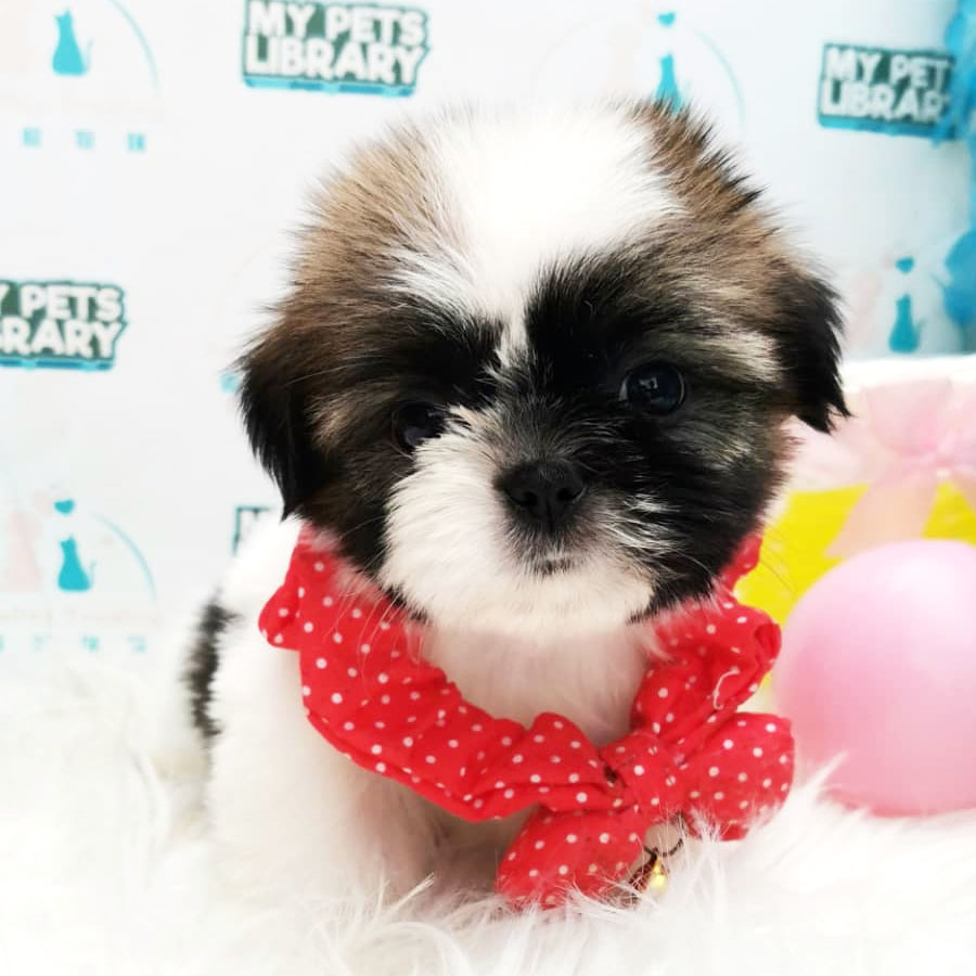 Shih Tzu Puppy (Female) For Sale