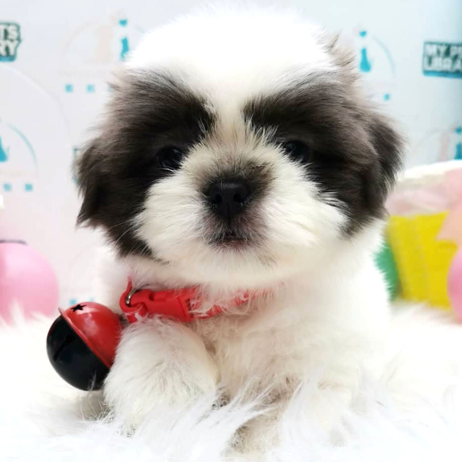 Shih Tzu Puppy (Male) For Sale