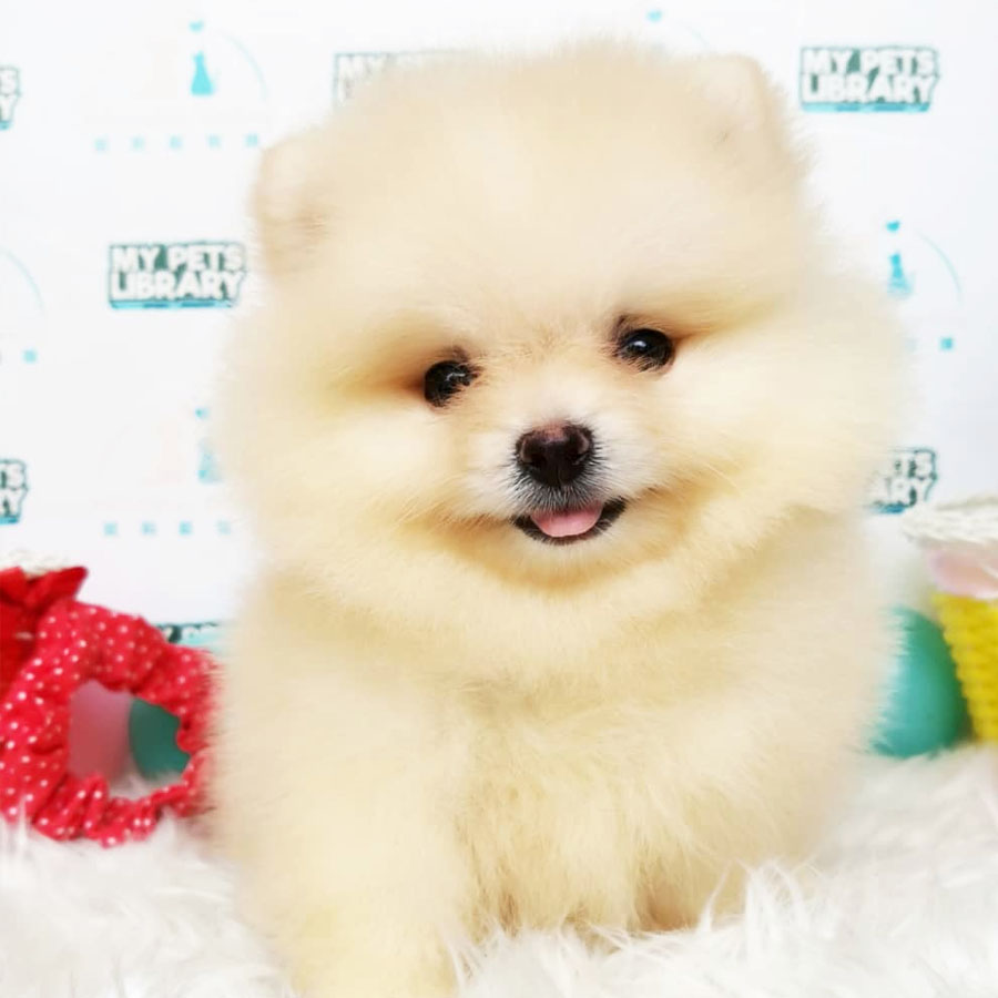 Pomeranian Puppy For Sale (Female)