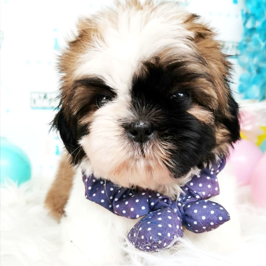 Shih Tzu Puppy (Female) For Sale
