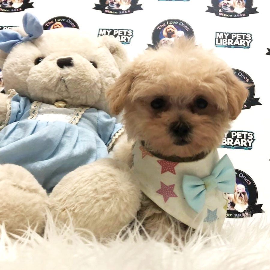 Maltipoo Puppy For Sale (Female)
