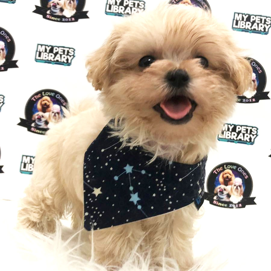 Maltipoo Puppy For Sale (Male)