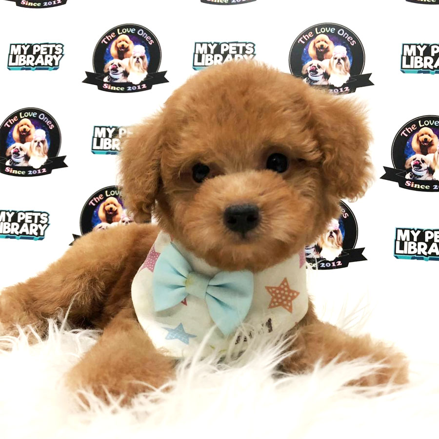 Tiny Toy Poodle Puppy For Sale (Male)