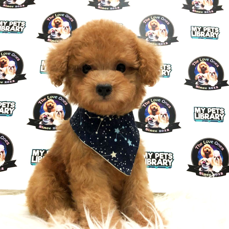 Tiny Toy Poodle Puppy For Sale (Male)