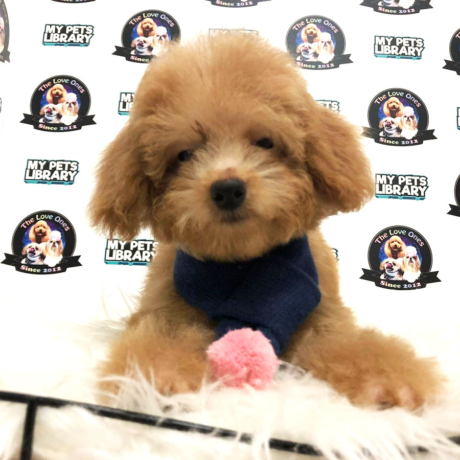 Toy Poodle Puppy For Sale (Female)