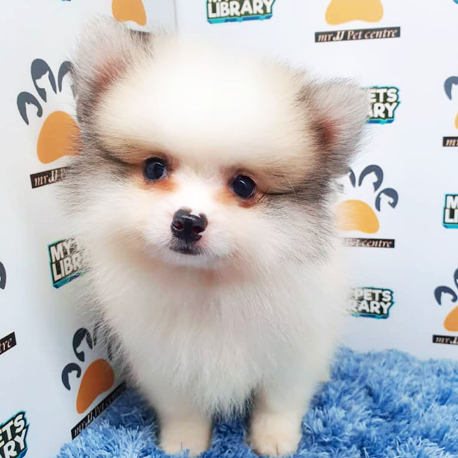 Pomeranian Puppy For Sale (Male)