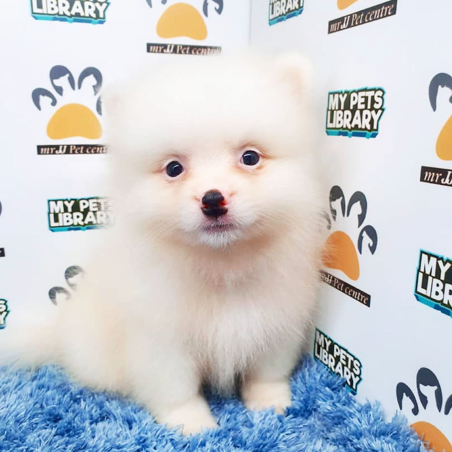 Pomeranian Puppy For Sale (Male)