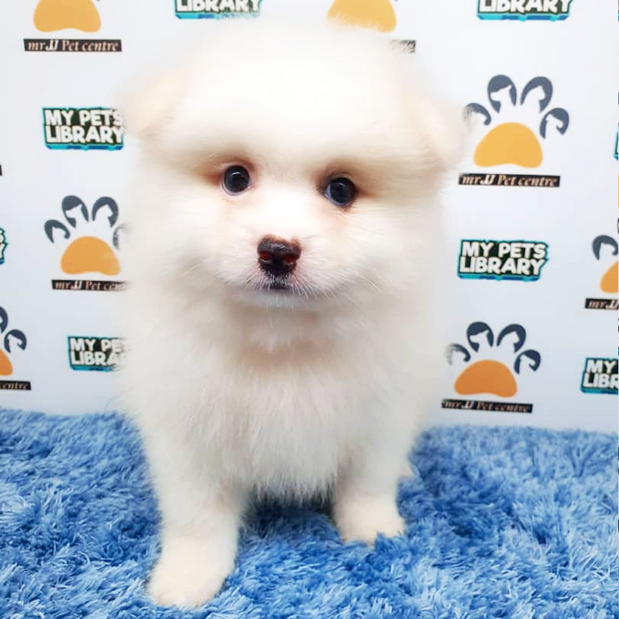 Pomeranian Puppy For Sale (Male)