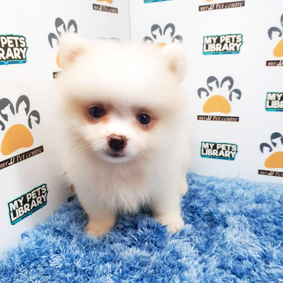 Pomeranian Puppy For Sale (Male)