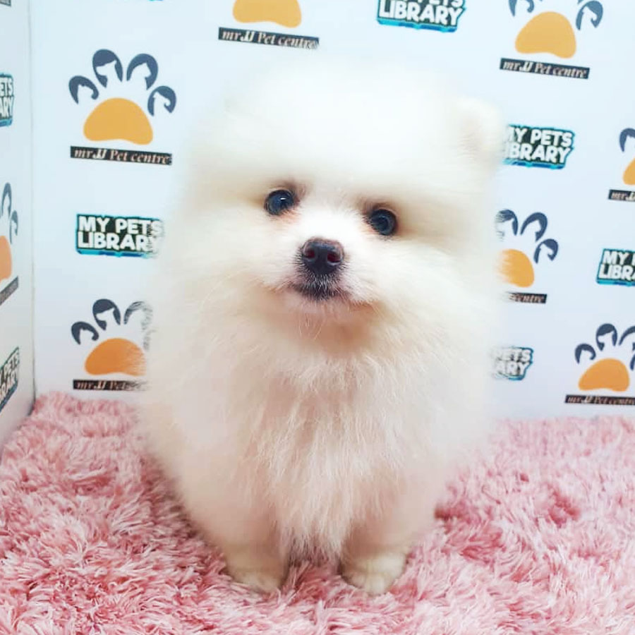 Pomeranian Puppy For Sale (Female)