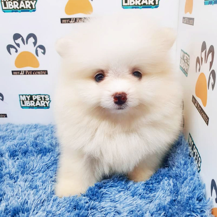 Pomeranian Puppy For Sale (Male)