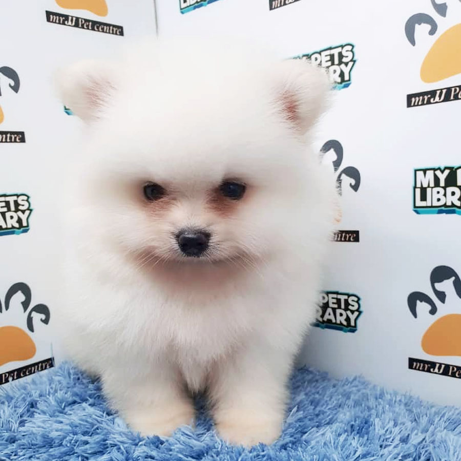 Pomeranian Puppy For Sale (Male)