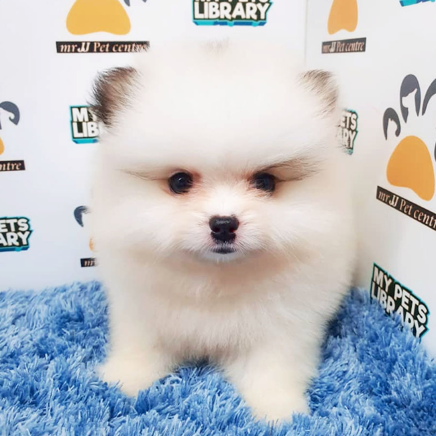 Pomeranian Puppy For Sale (Male)