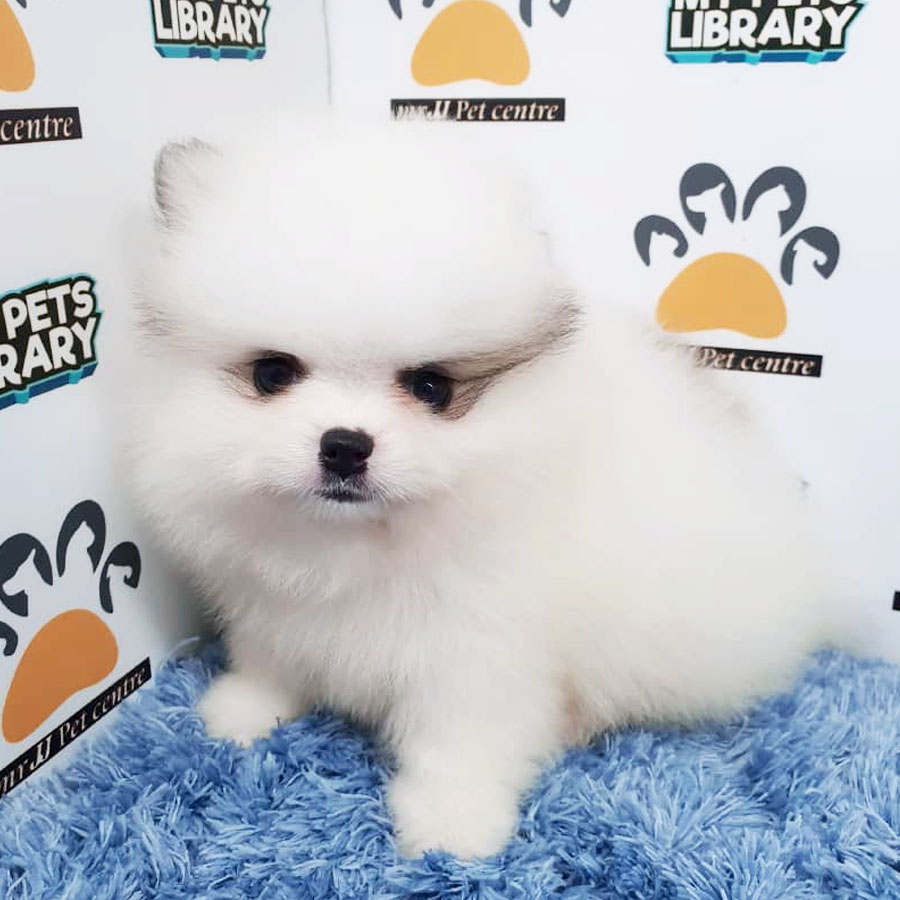 Pomeranian Puppy For Sale (Male)