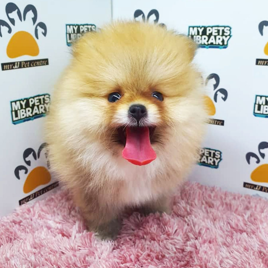 Pomeranian Puppy For Sale (Female)