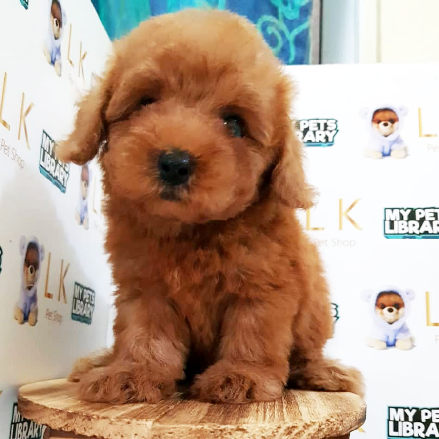 Toy Poodle Puppy For Sale (Female)