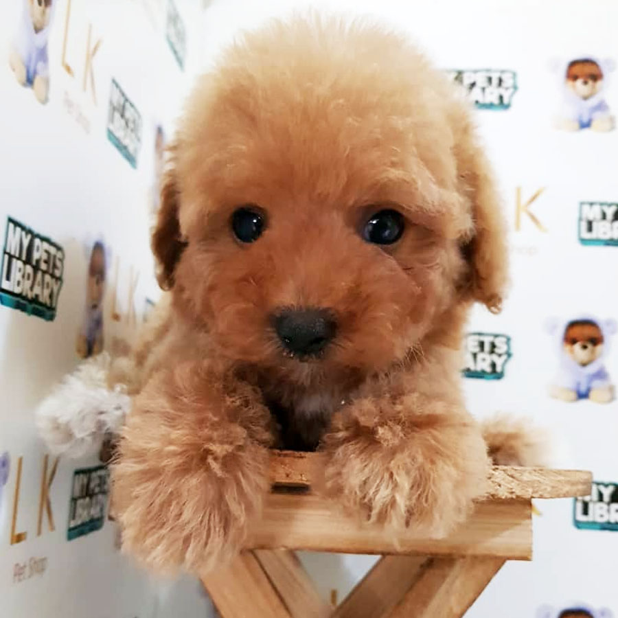 Toy Poodle Puppy For Sale (Female)