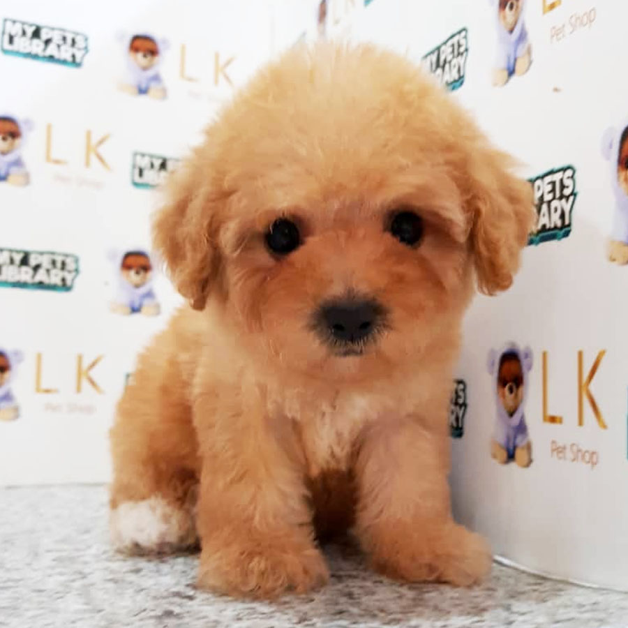Toy Poodle Puppy For Sale (Female)