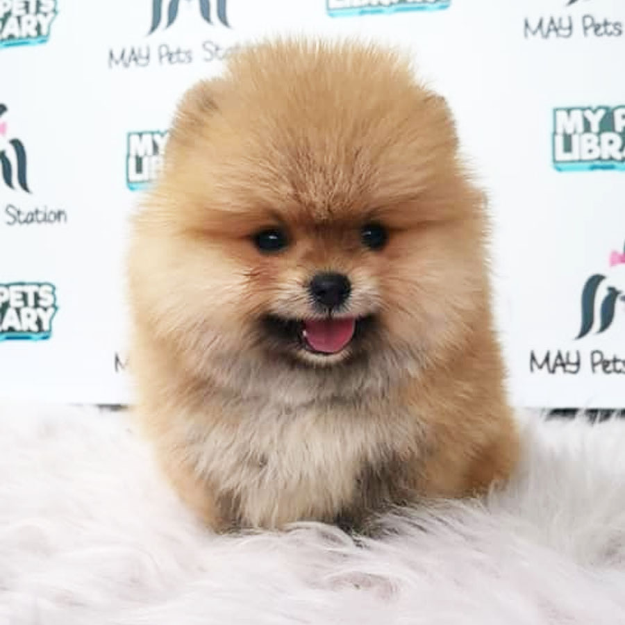 Tiny Pomeranian Puppy For Sale