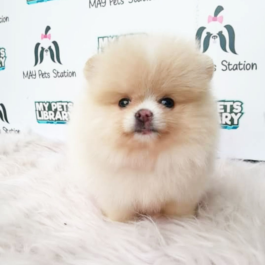 Tiny Pomeranian Puppy For Sale