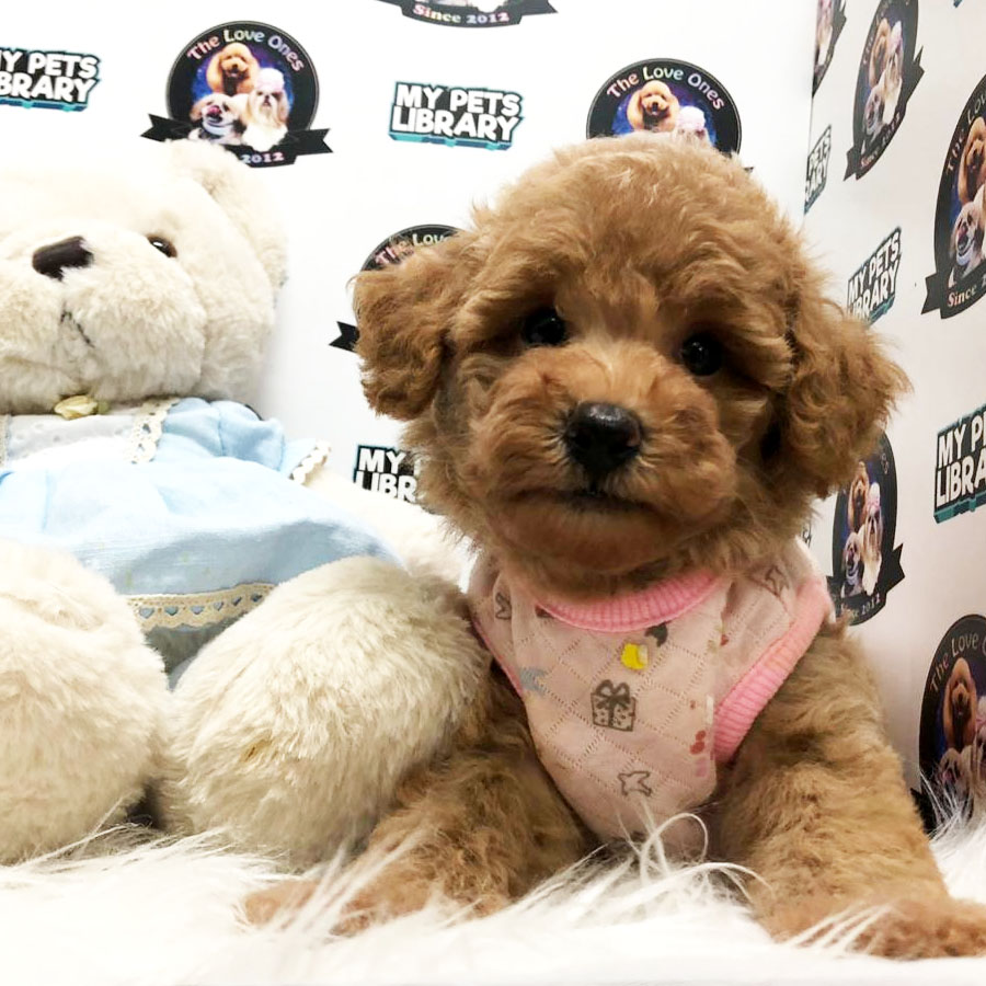 Tiny Toy Poodle Puppy ( Female ) For Sale