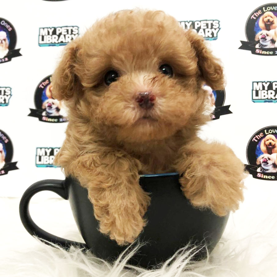 Tiny  Poodle Puppy (Female) For Sale