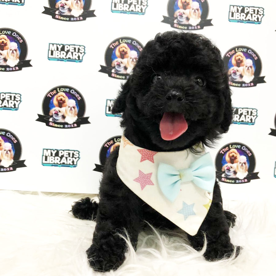 Tiny Toy Poodle Puppy ( Female ) For Sale