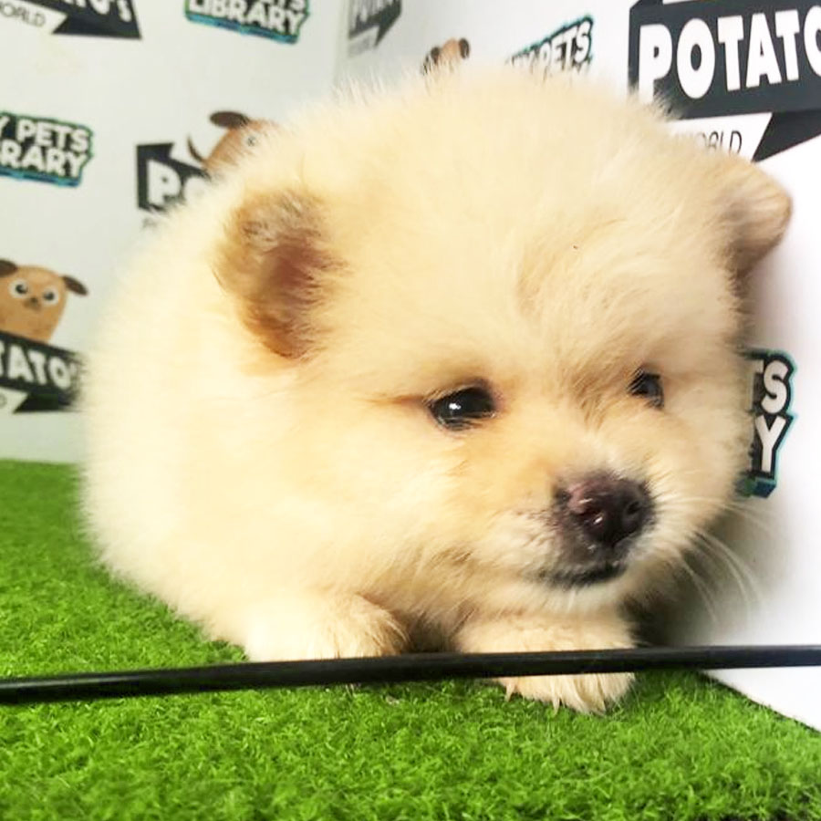 Pomeranian Puppy (Male) For Sale