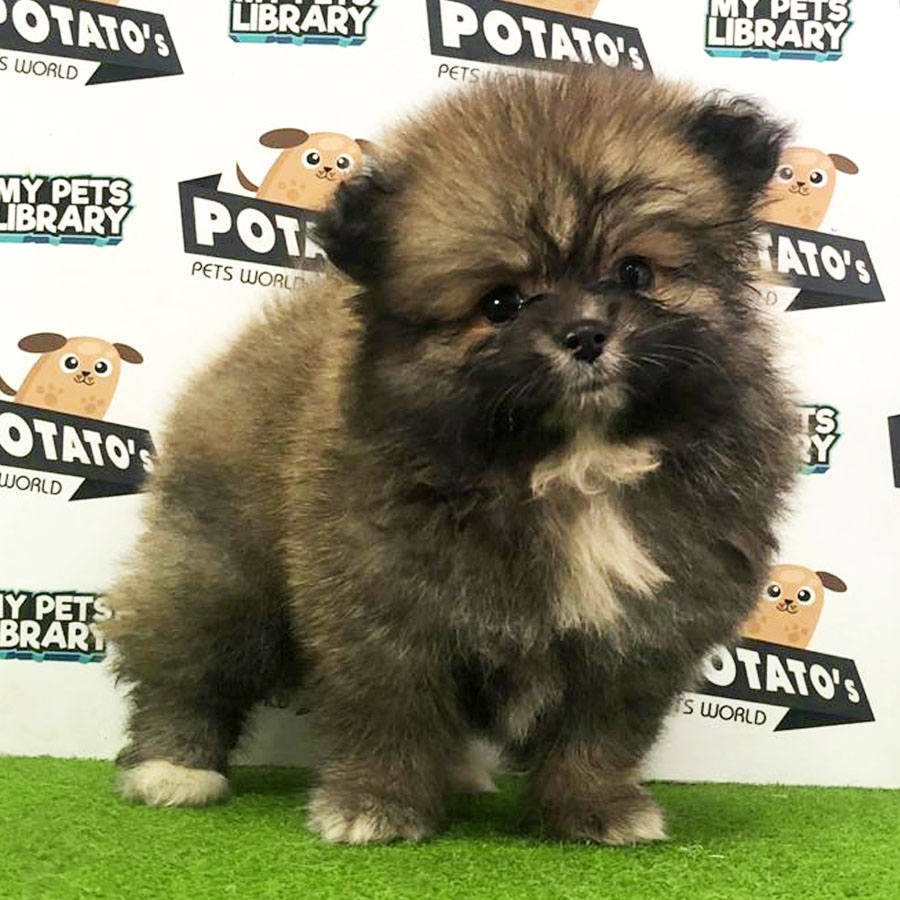 Pomeranian Puppy (Male) For Sale