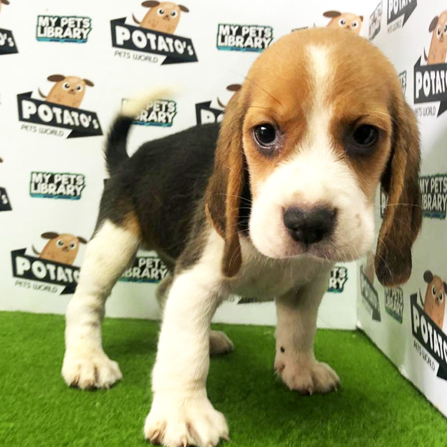 Beagle Puppy (Male) For Sale