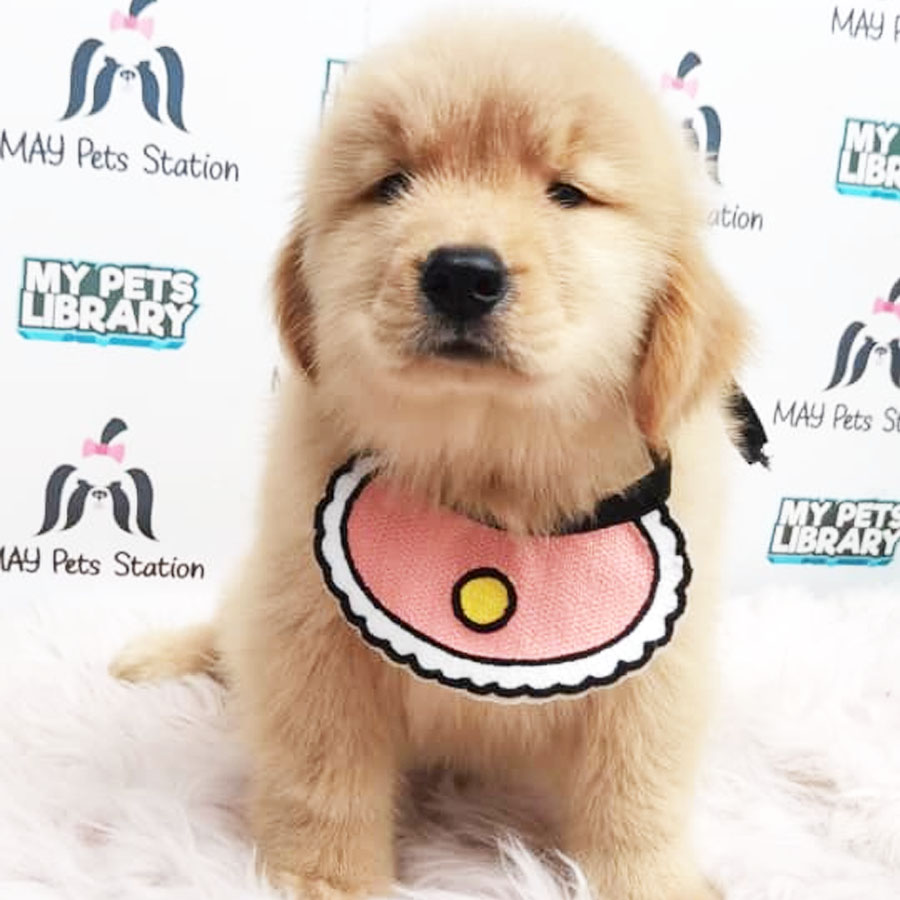 Golden Retriever Puppy (Female) For Sale