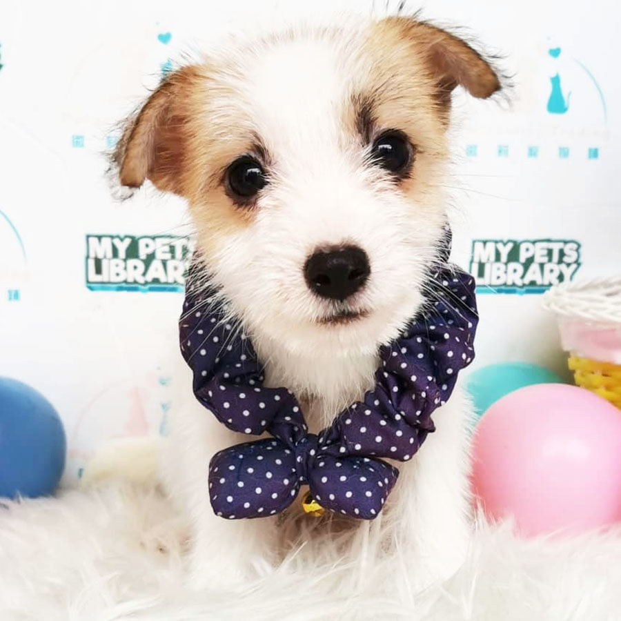 Jack Russell Puppy For Sale