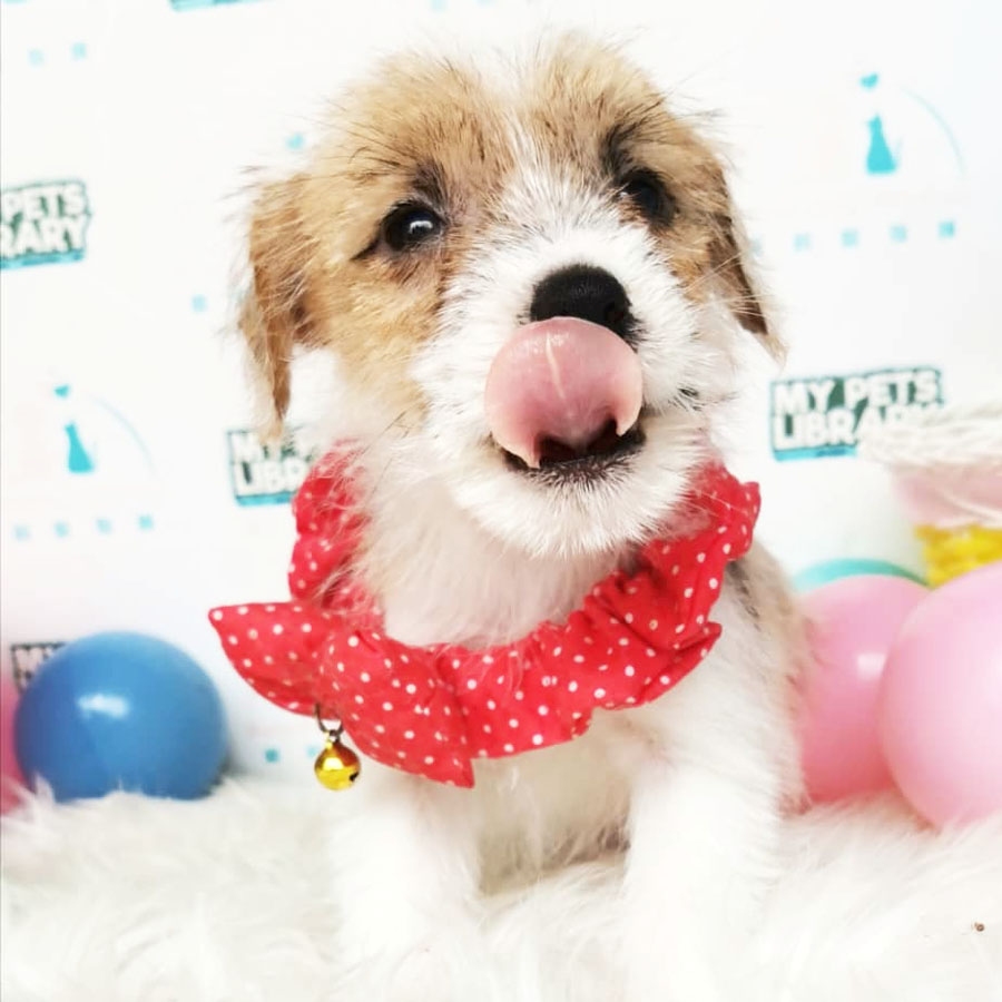 Jack Russell Puppy For Sale