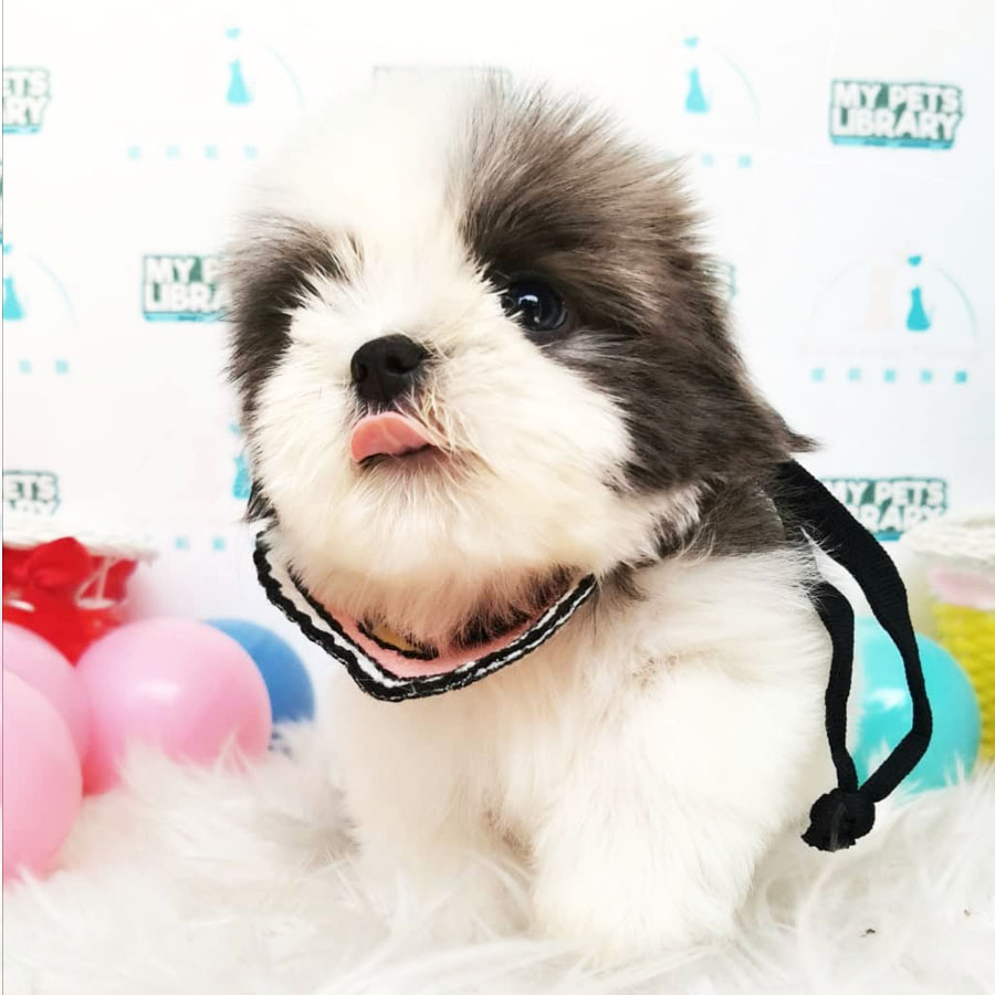 Shih Tzu Puppy (Female) For Sale