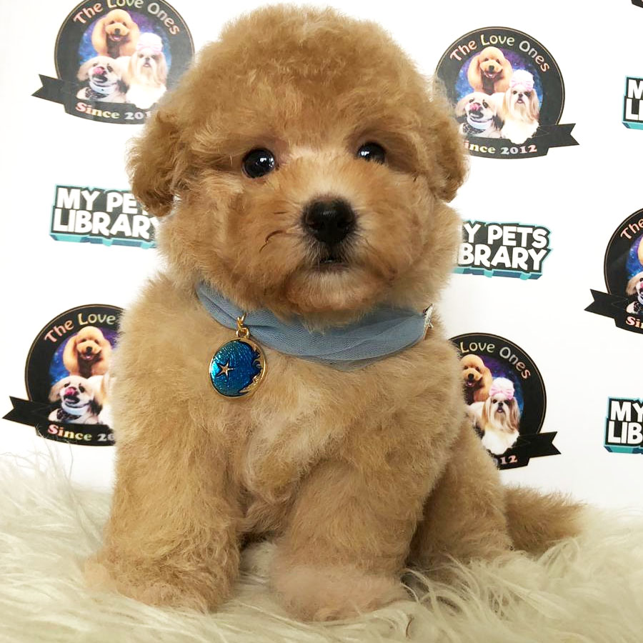 Tiny  Poodle Puppy (Male) For Sale