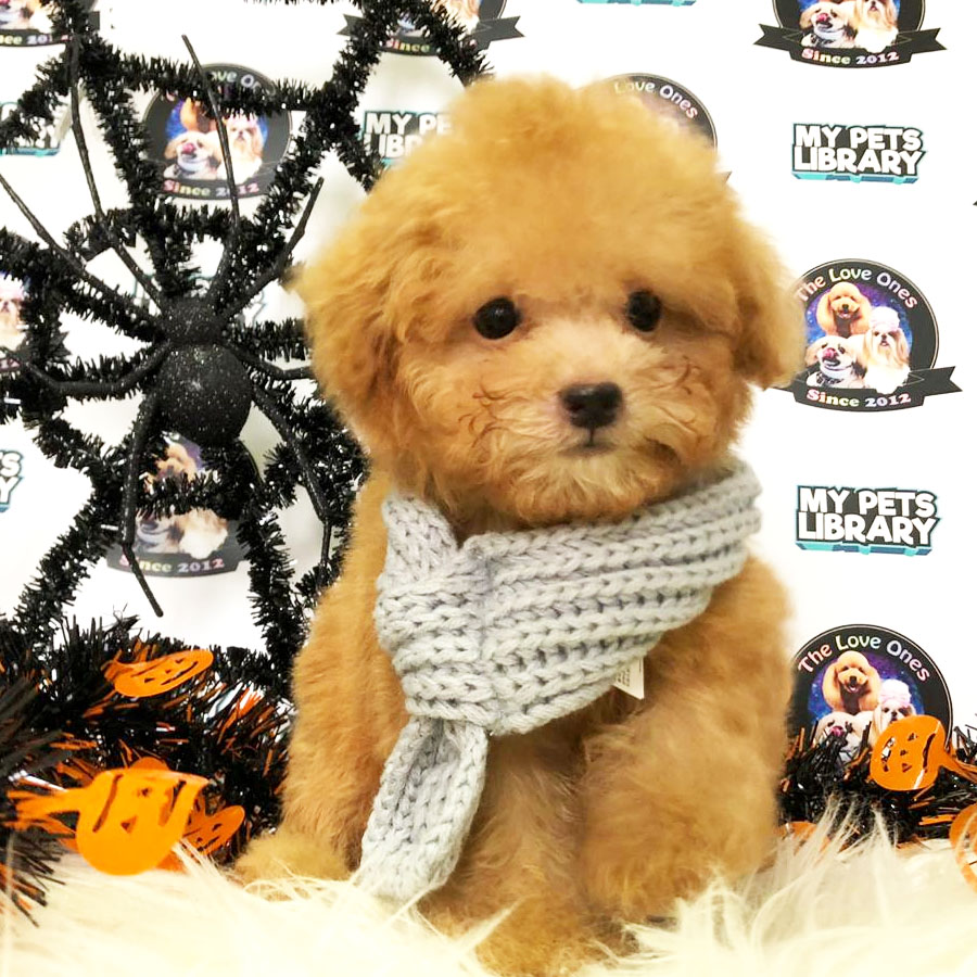 Tiny Toy Poodle Puppy ( Male ) For Sale
