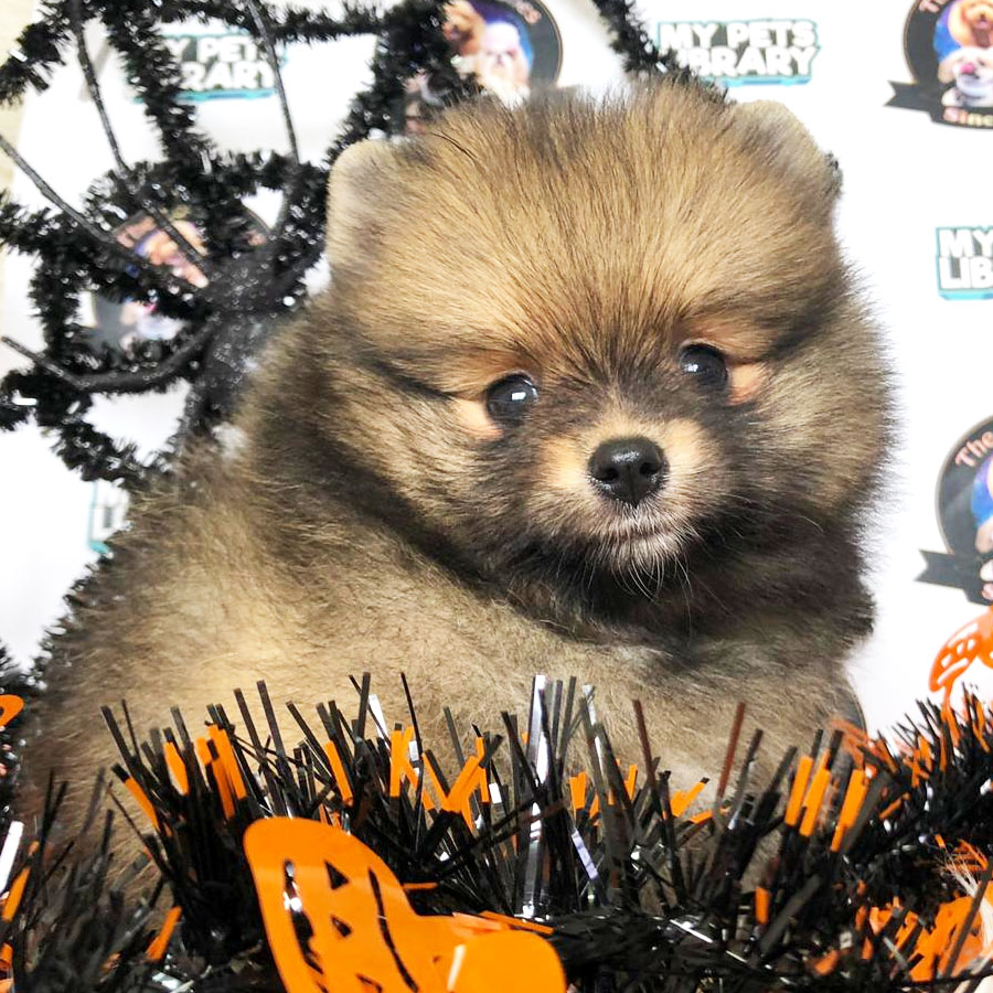 Pomeranian Puppy (Male) For Sale