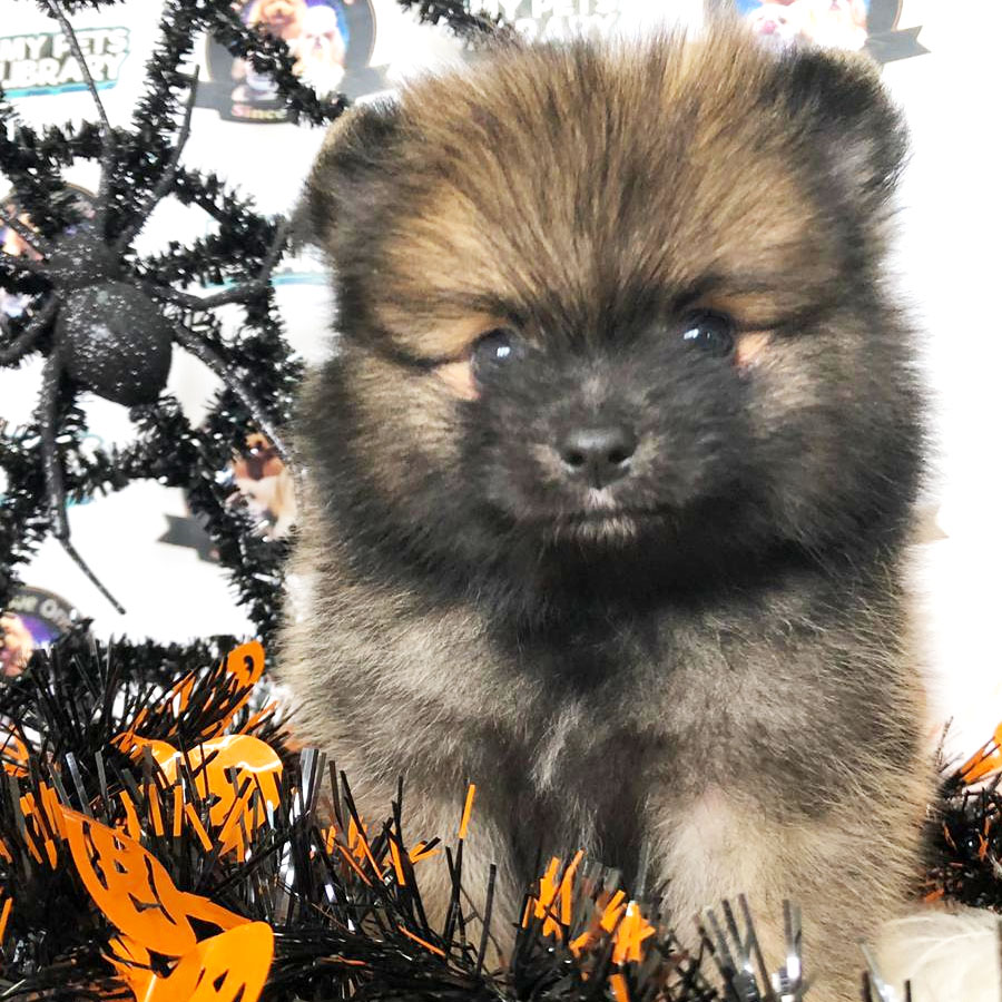 Pomeranian Puppy (Male) For Sale